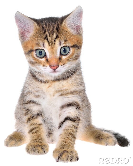 Sticker Katzen kleine Katze mit blauen Augen und rosa Nase