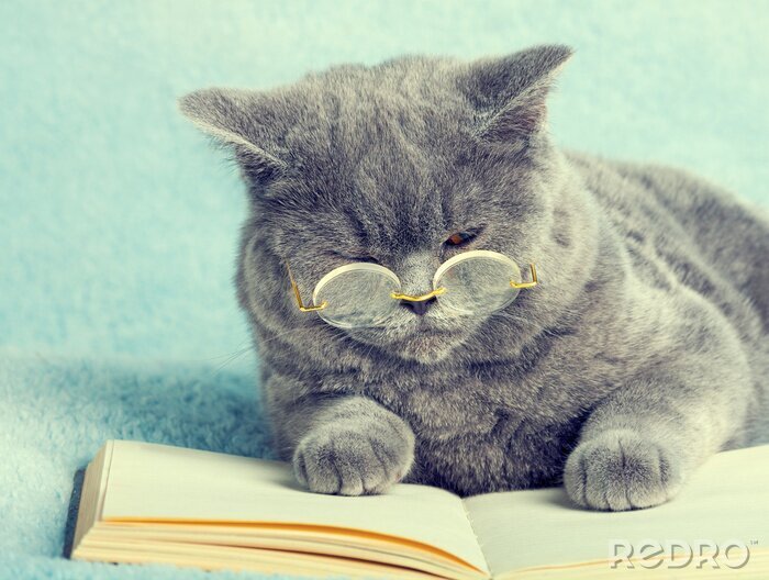 Sticker Katzen konzentrierte Katze mit Brille neben einem Buch