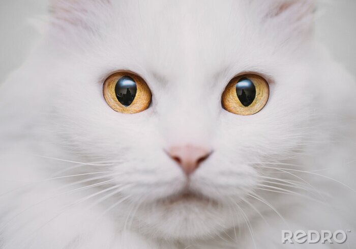 Sticker Katzen Nahaufnahme auf die Schnauze einer Katze mit goldenen Augen