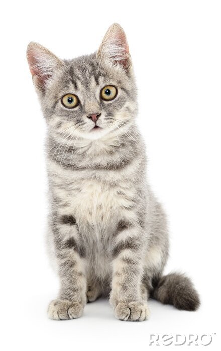 Sticker Katzen neugierige Katze mit grauem Fell mit dunkleren Akzenten