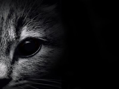 Sticker Katzen Porträt der Katze mit schwarzem Auge dunkle Farben