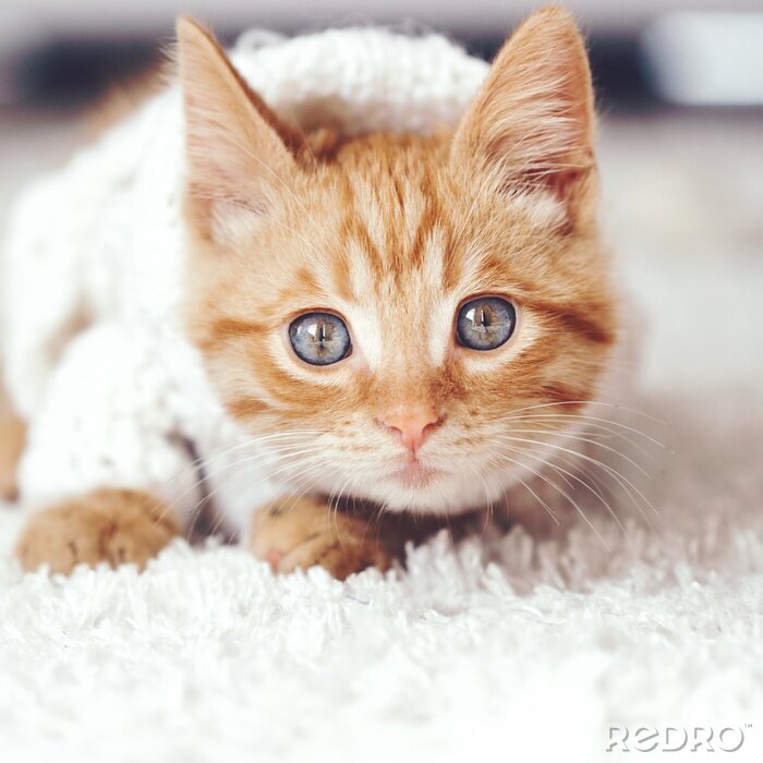 Sticker Katzen rote Katze mit hypnotisierenden Augen
