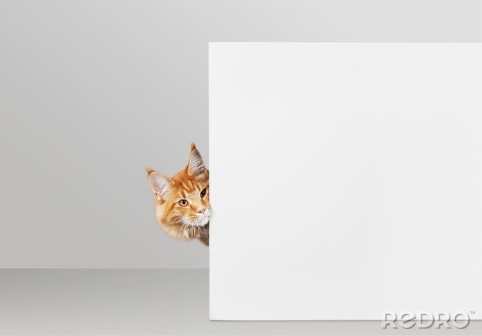 Sticker Katzen rote Katze schaut hinter einer weißen Wand hervor