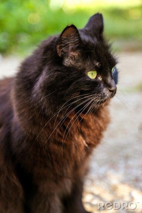 Sticker Katzen schwarze Katze mit grünen Augen im Freien