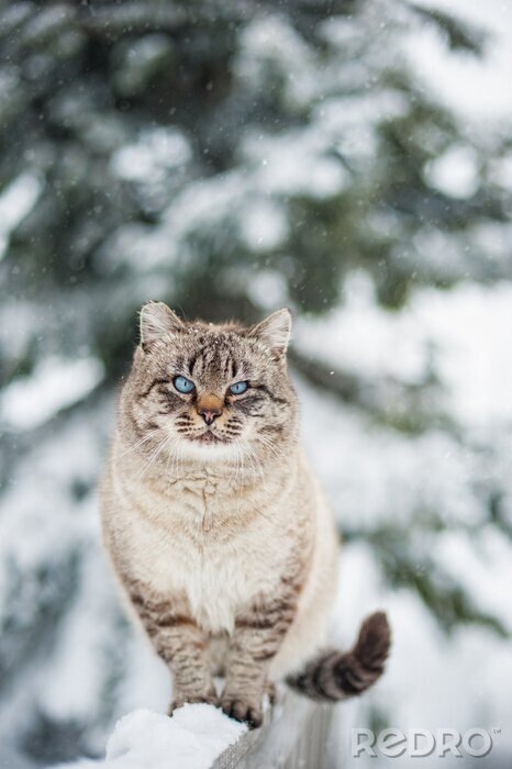 Sticker Katzen Sibirische Katze auf einem verschneiten Zaun