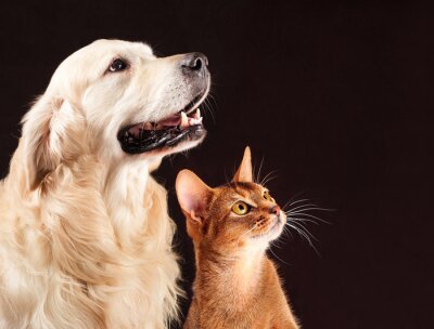 Sticker Katzen und Hunde Freunde schauen nach oben
