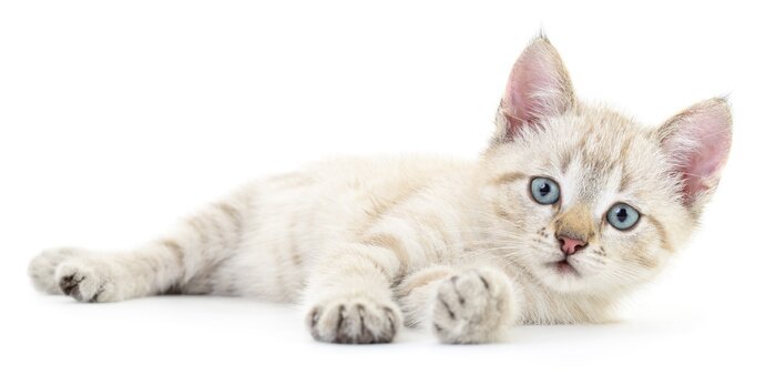 Sticker Katzen weiße Katze auf der Seite liegend mit ausgestreckten Pfoten