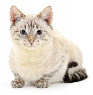 Sticker Katzen weiße Katze mit schwarzem Schwanz und grauen Pfoten