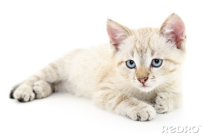 Sticker Katzen weiße Katze mit traurigen blauen Augen