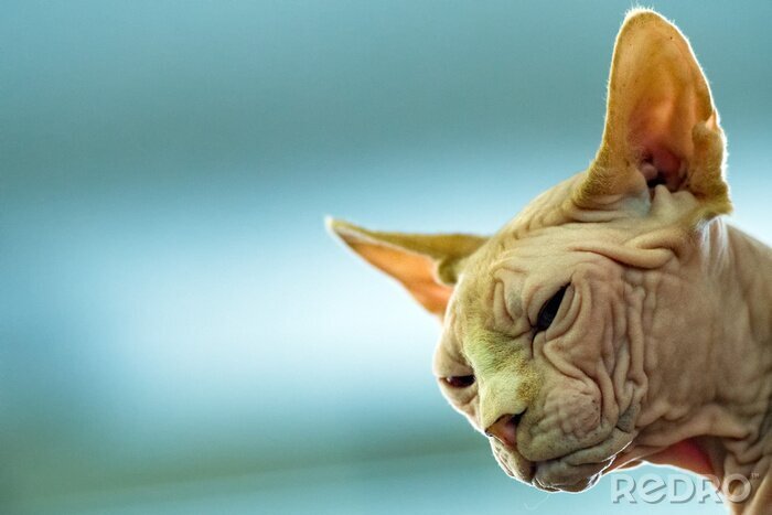 Sticker Katzenrasse Porträt Sphinx mit faltiger Haut