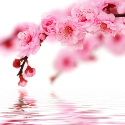 Sticker Kirschblüten am Wasser