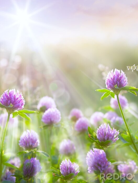 Sticker Kleeblatt in Sonne