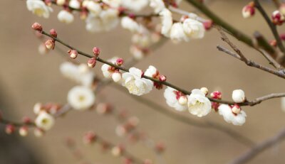 Sticker Kleine Blumen auf einem Zweig