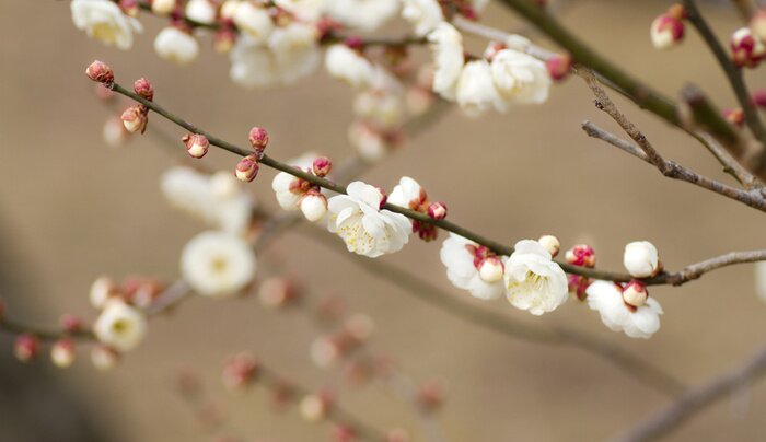 Sticker Kleine Blumen auf einem Zweig