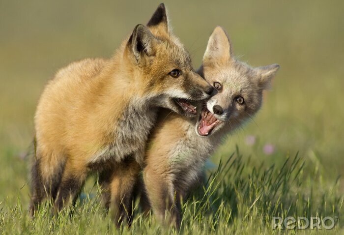 Sticker Kleine Füchse beim Spielen