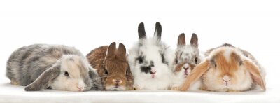 Sticker Kleine Kaninchen  auf weißem Hintergrund