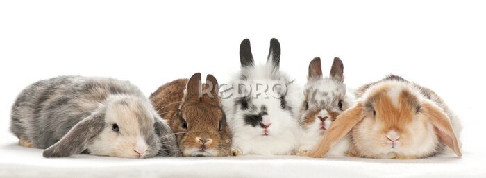 Sticker Kleine Kaninchen  auf weißem Hintergrund