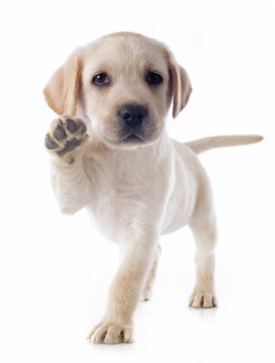 Sticker Kleiner Hund, der eine Pfötchen gibt