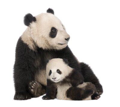 Kleiner und großer panda