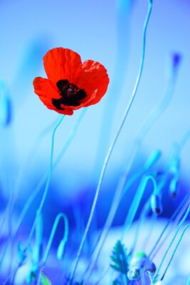 Kontrastierender Mohn auf blauem Hintergrund