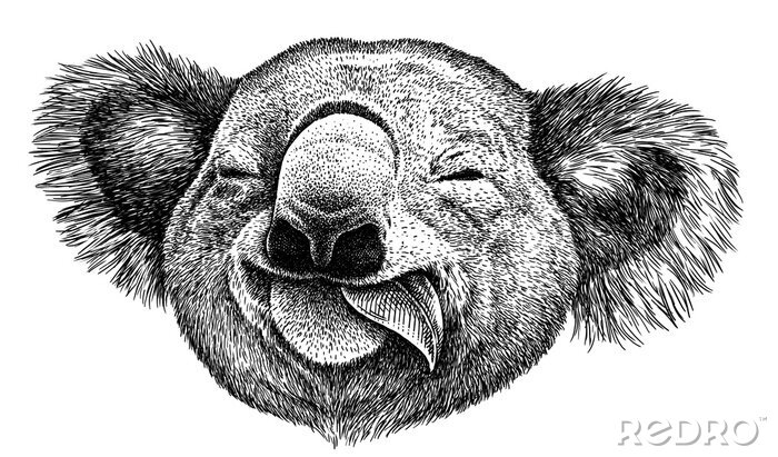 Sticker Kopf eines Koalas, der an einem Eukalyptusblatt kaut