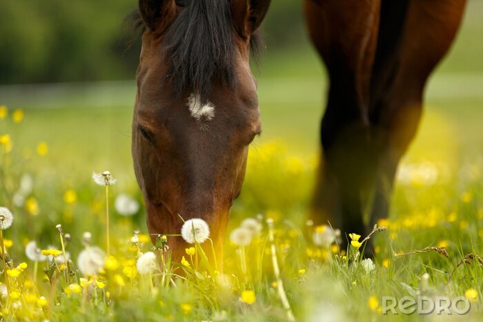 Sticker Kopf eines Pferdes, das seine Schnauze im Gras versteckt