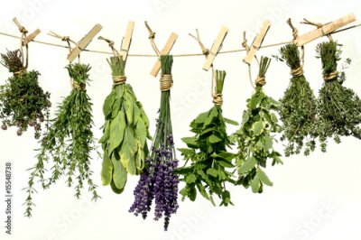 Kräuter am Seil mit Clips