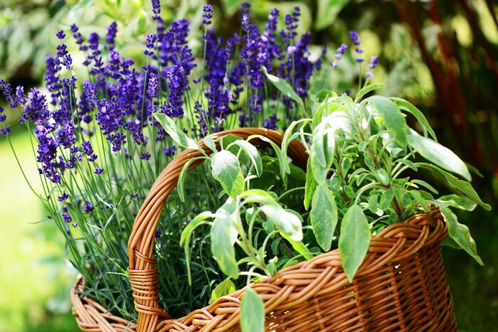 Sticker Kräuter und Lavendel im Korb