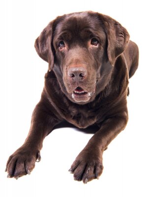 Sticker Labrador auf weißem Hintergrund
