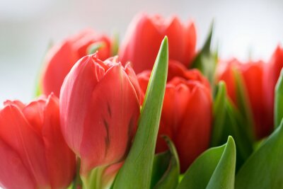 Sticker Lachsfarbene Blüten in einer Nahaufnahme