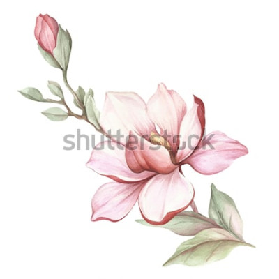 Sticker Lachsfarbene Magnolien mit Farben bemalt