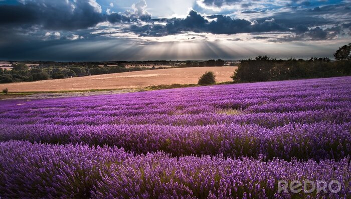 Sticker Landschaft mit Lavendel und einem schönen Himmel