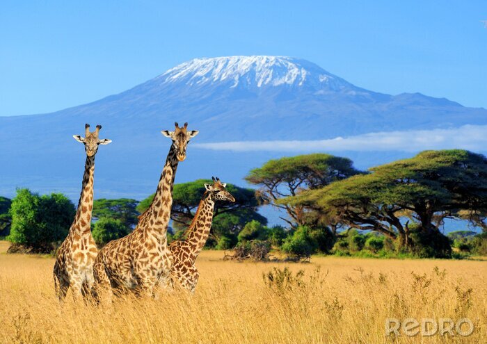 Sticker Landschaft mit Tieren in Kenia