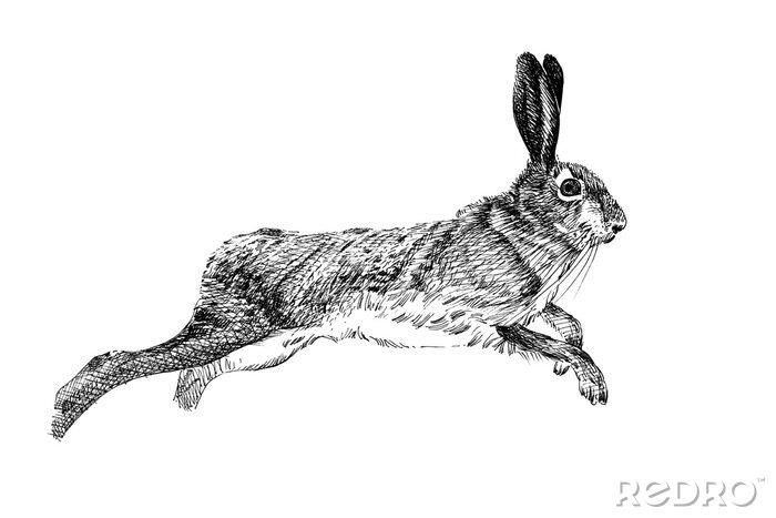 Sticker Laufendes Kaninchen schwarz-weiße Skizze