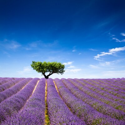 Lavendel Baum und blauer Himmel