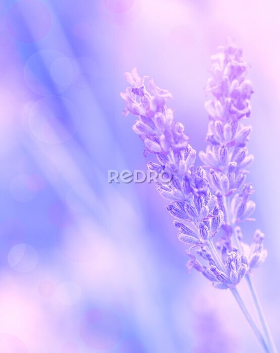 Sticker Lavendel Blume