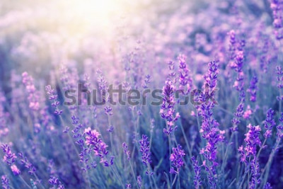 Sticker Lavendel in den Strahlen der untergehenden Sonne