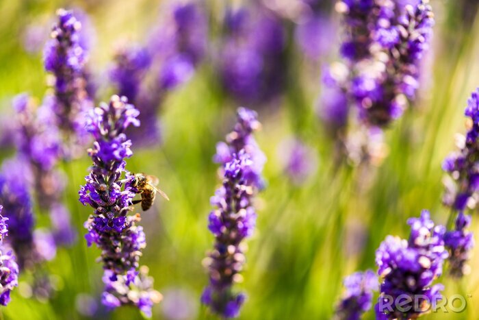 Sticker Lavendel mit Biene in Großaufnahme