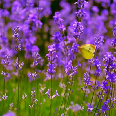 Sticker Lavendel mit gelbem Schmetterling