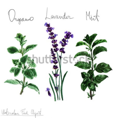 Sticker Lavendel mit Oregano und Minze