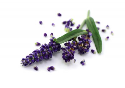 Lavendel und gestreute Blütenblätter