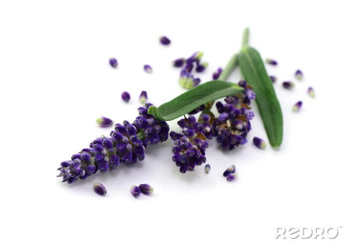 Sticker Lavendel und gestreute Blütenblätter