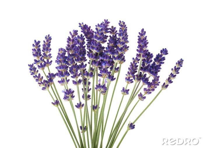 Sticker Lavendelblüte auf neutralem Hintergrund