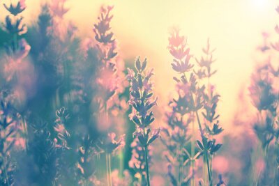 Fototapete Lavendelfeld im Sonnenlicht