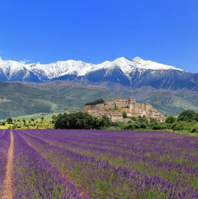 Lavendelfeld und schneebedeckte Berge im Hintergrund