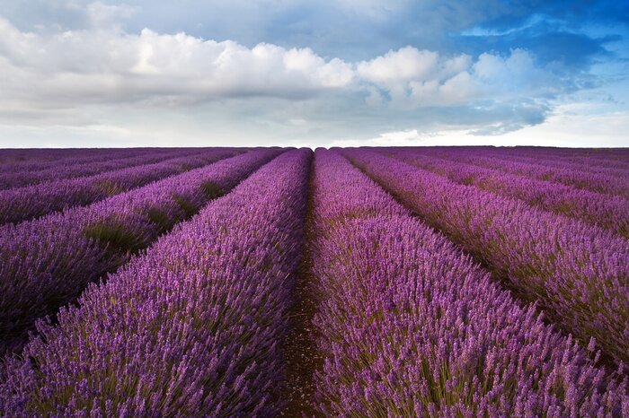 Sticker Lavendelfeld unter den Wolken