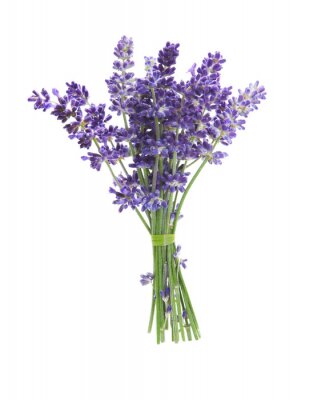 Sticker Lavendelstrauß auf weißem Hintergrund