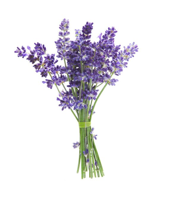 Sticker Lavendelstrauß auf weißem Hintergrund