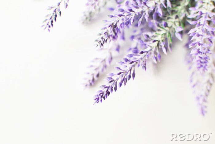 Sticker Lavender branch on a white background