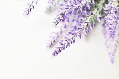Sticker Lavender branch on a white background